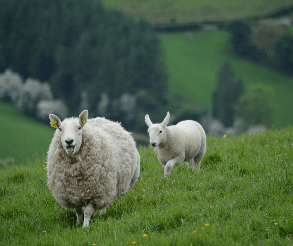 Travel to Ireland with me!! June 2026
